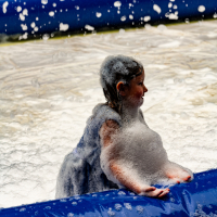 Hit refresh if image not shown