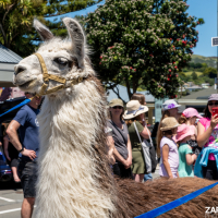 Hit refresh if image not shown